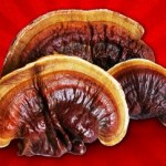 reishi_mantari_faydalari